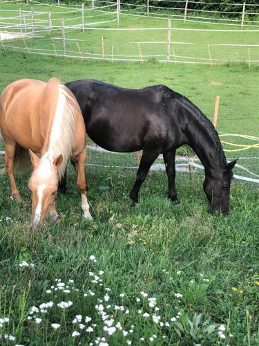 Sérénité et nature dans une ferme équestre