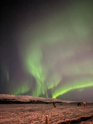 Hotel Kjarnalundur - image 11