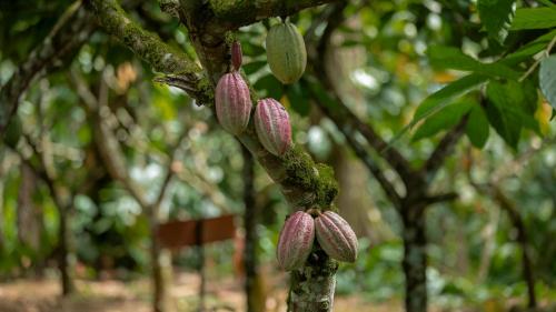 Eden Organic Farm & Bungalows