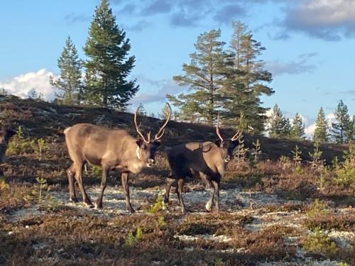 Fjällstuga i avskildhet