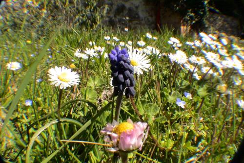 Lou Penequet a charming Mas in Provence with shared pool countryside