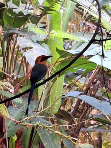 Guapote Lodge