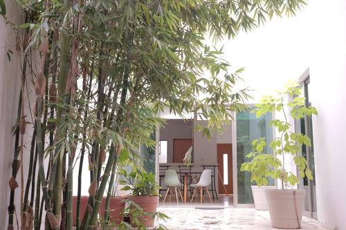 Bamboo House, Mérida