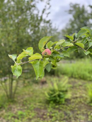 Apple Cottage