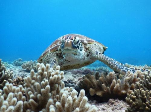 Hotel Paradiso Miyakojima in Miyakojima