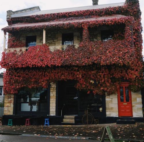 The Boston Ivy 1880 - The Residence