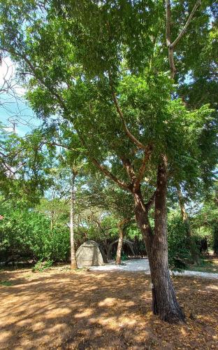 Bamba Kofi Tented Camp Room Type - Tent