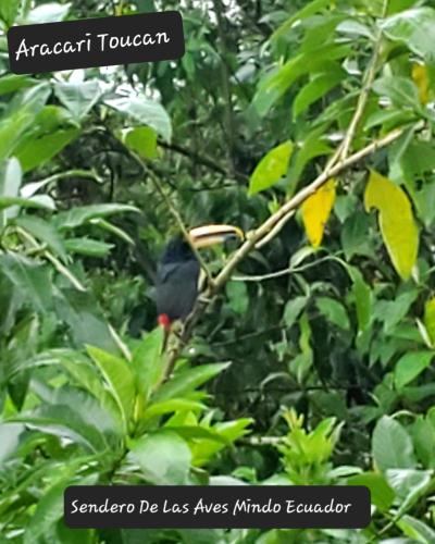 Sendero de las aves