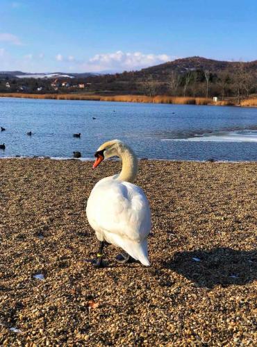 Garni hotel Oblačinsko jezero