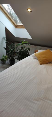 Apartament Hokus Pokus