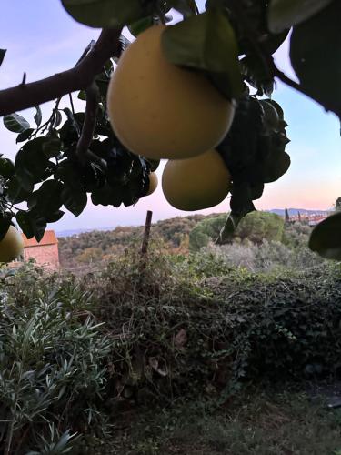 Casa antica Maremma Toscana