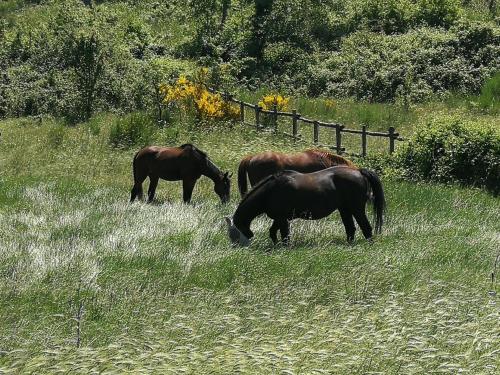 Panoramic villa with pool