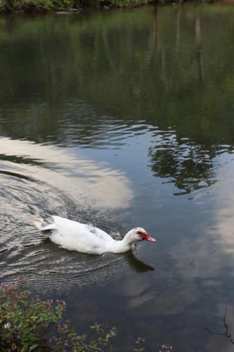 卡利 Sapiens house cabana del lago clasica 3星级 酒店 景观