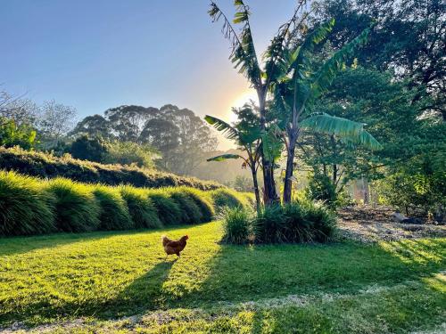 Lily Pad at Byron Bay