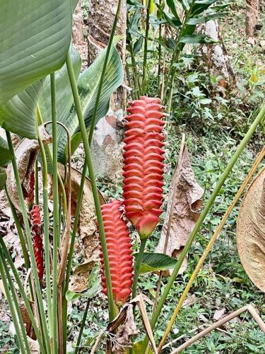 Villa Abu Sulthan - Garden Farm House