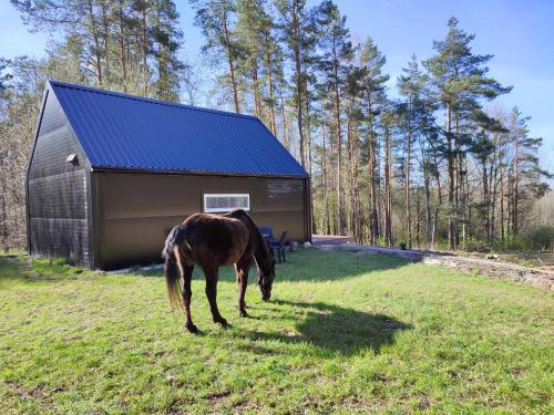 Modern Sauna Cabin in Horse Ranch in Paukštakiai