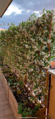 In Terrazza Da Giusy - image 7