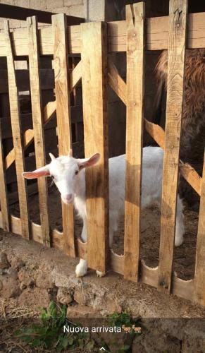 Azienda agricola Affittacamere S'Ispinalba di Laura Pitzolu