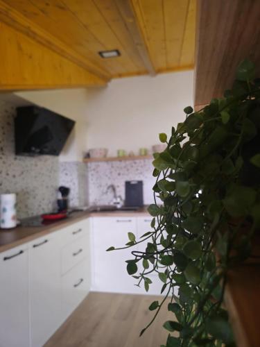 Lulebore Apartament 1, Tirana (photo 9)