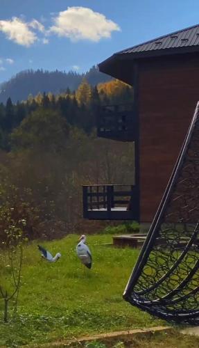 Симфонія біля річки Чан, Skole (photo 8)