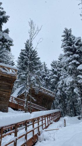 Montana Suite Bungalows