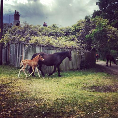 Belle Vue Farm B&B