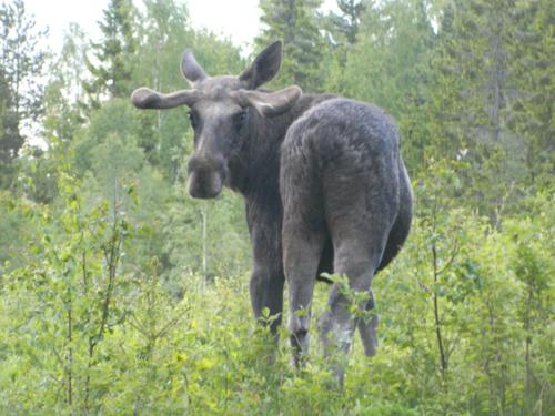Stuga ROS Naturcamping Lagom - image 14