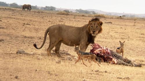 Amboseli Discovery Camp