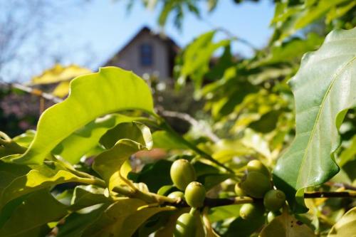 Coffee Cottage - Chudleigh, Lusaka