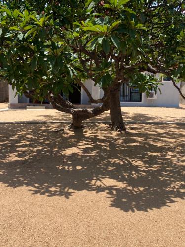 Сад, Capricorn Beachfront Cottage in Cape Maclear