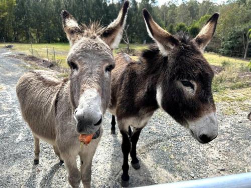 Tiny Home + Donkeys + Alpacas