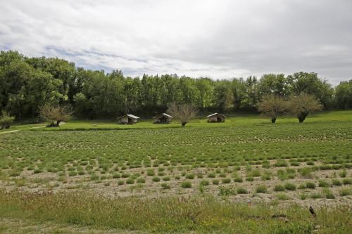 Les Ânes de Forcalquier