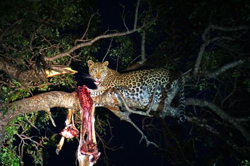 The Lazy Leopard Lodge