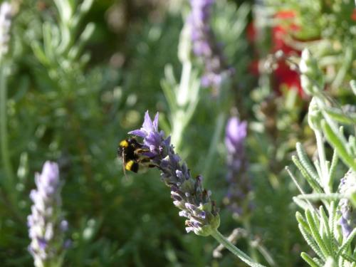 Finca La Fronda - image 5