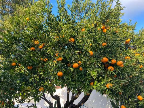  Il Nido di Mortelle I in Messina