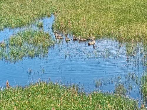 주변 환경, Hospedaje Algo Nuestro in 고베르나도르 그레고레스