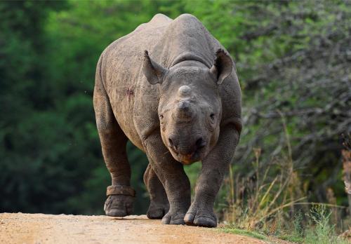 Valley Lodge - Babanango Game Reserve