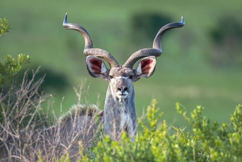 Valley Lodge - Babanango Game Reserve