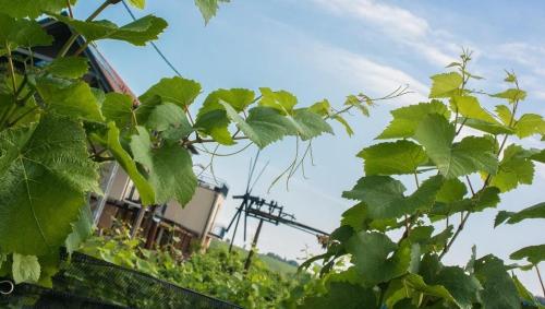 Zweytick Gästezimmer Weingut