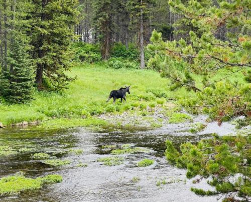 Bear Tracks Loft 20 Miles to West Yellowstone & Air Condition & Wifi