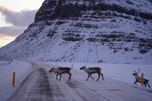 瑟爾傑維利旅館 (Seljavellir Guesthouse) in 霍納夫尤德爾