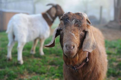 Frush Farm Bed & Breakfast