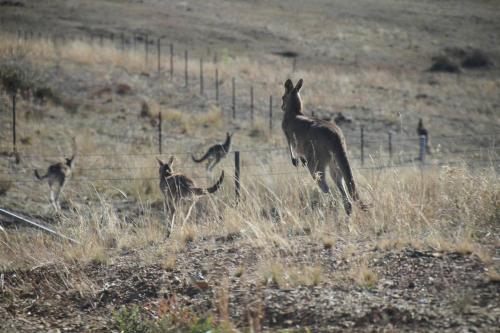 Canguri Boutique - A Memorable Farmstay near Mudgee