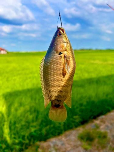 View, Riffain Villa Homes in Alor Setar