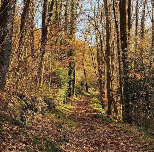 Apkārtne, La Maison dans la forêt (La Maison dans la foret) in Ferrières (Midi-Pyrenees)