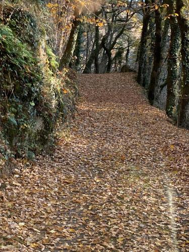 Apkārtne, La Maison dans la forêt (La Maison dans la foret) in Ferrières (Midi-Pyrenees)
