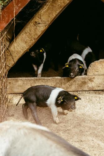 Agriturismo San Gregorio
