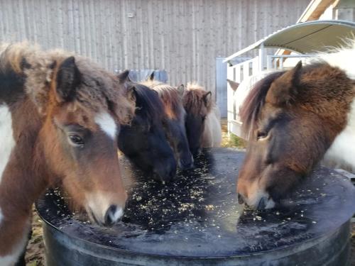 Ponyhof Adam Urlaub auf dem Bauernhof