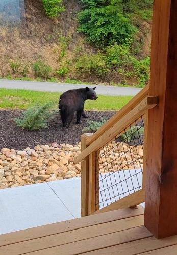 Bear Ridge Mountain View in Sevierville, USA