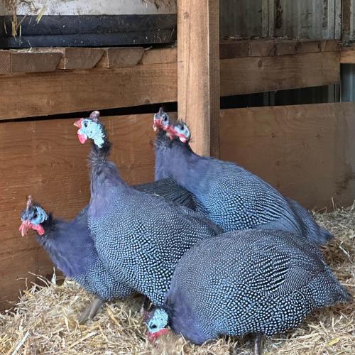 Basement Suite on a Goat Farm in Rossland (Brit Kolumbia)